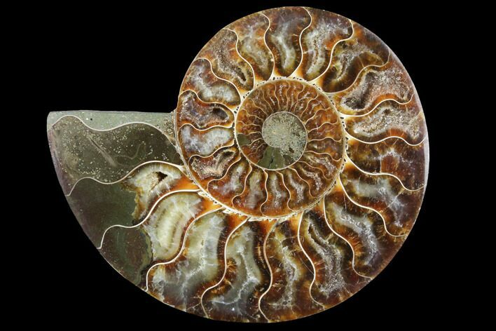 Agatized Ammonite Fossil (Half) - Crystal Chambers #111500